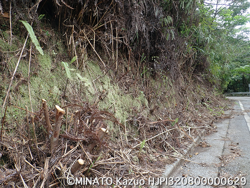 林道草刈り作業痕