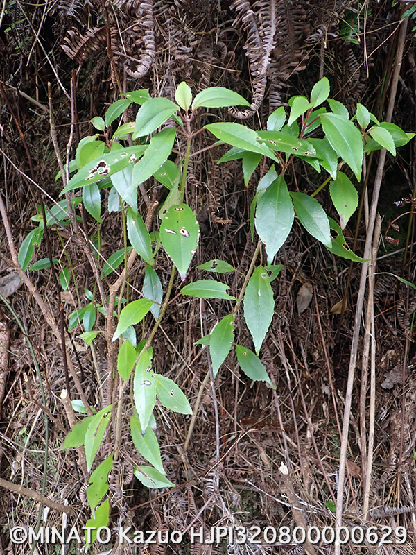 コバノミヤマノボタン