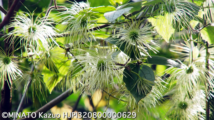 ビロードボタンヅル