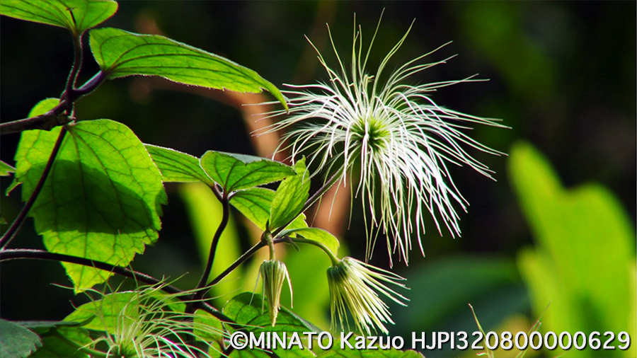 ビロードボタンヅル