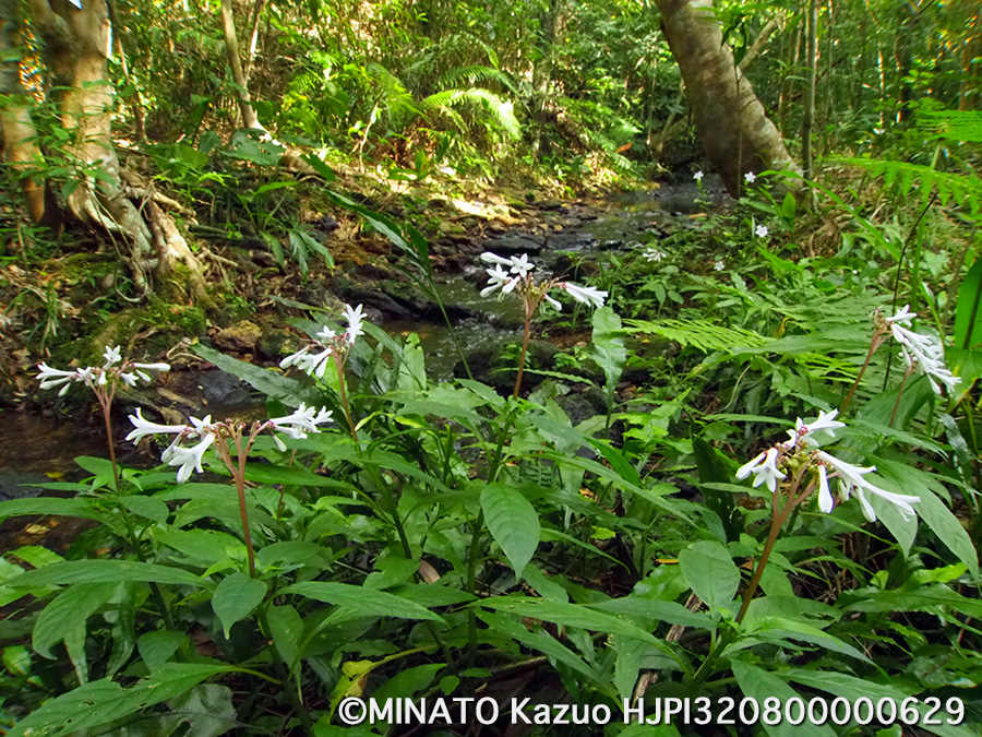 サツマイナモリ