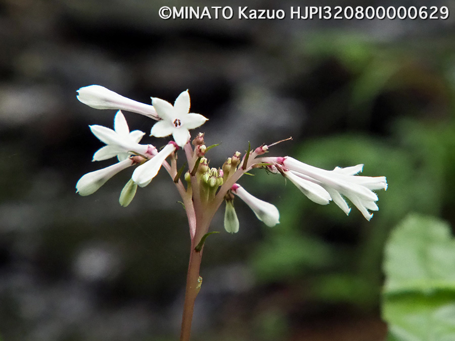 サツマイナモリ