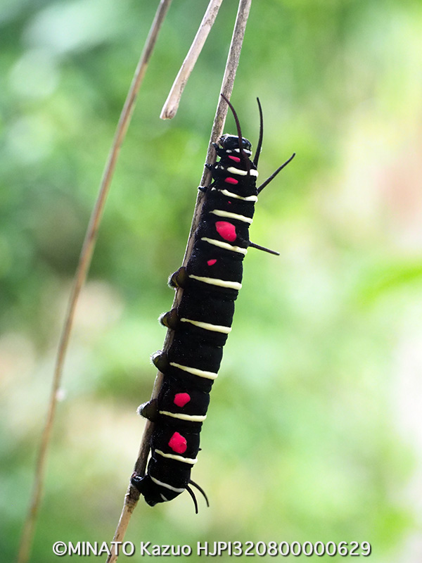 オオゴマダラ幼虫