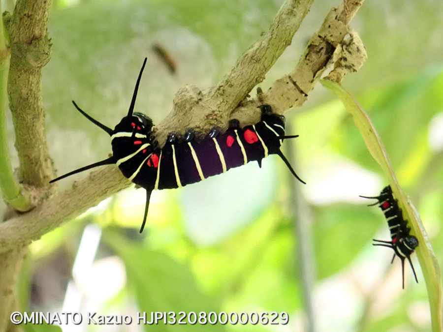 オオゴマダラ幼虫