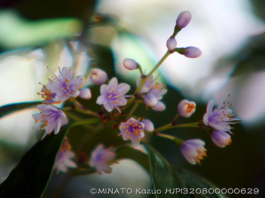 アオバナハイノキ