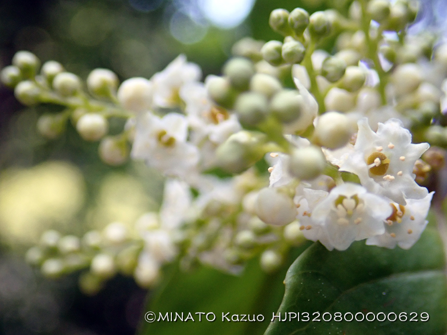 シマイズセンリョウ