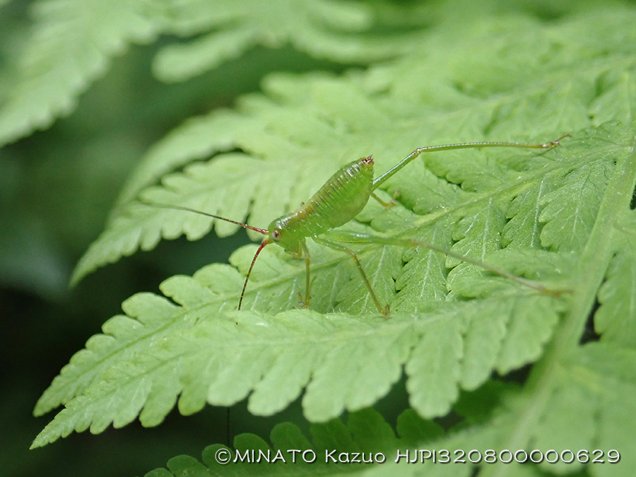オキナワヘリグロツユムシ幼虫？