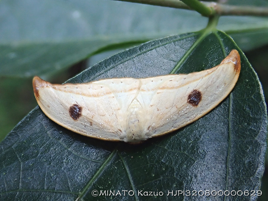 クロモンカギバ