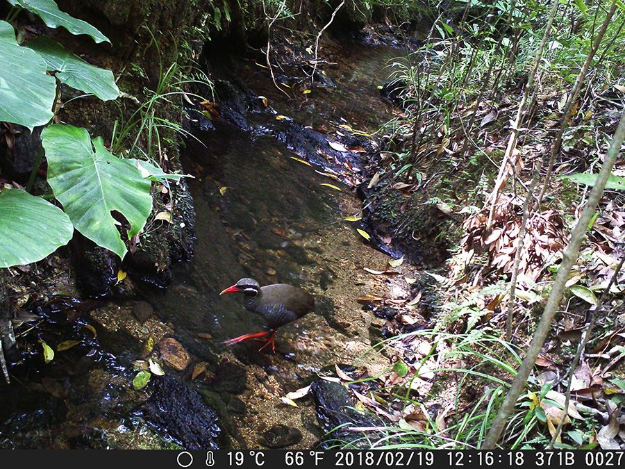 ヤンバルクイナ