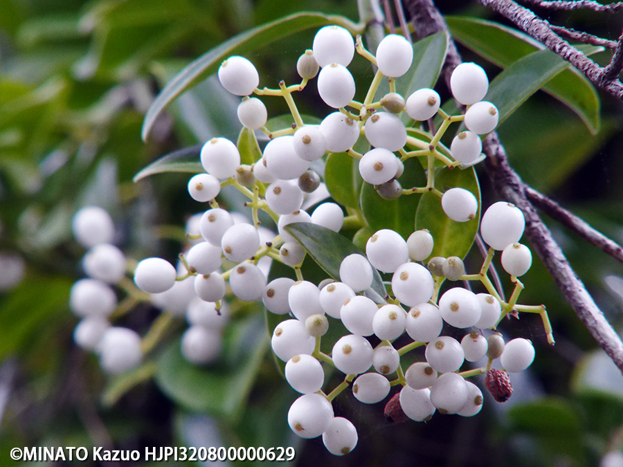 シラタマカズラ