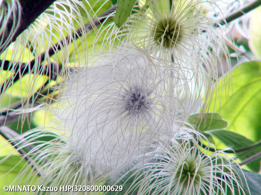 ビロードボタンヅル