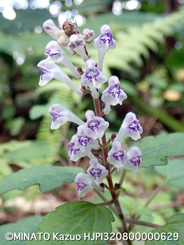 アカボシタツナミソウ