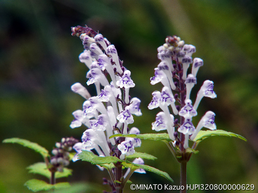 アカボシタツナミソウ