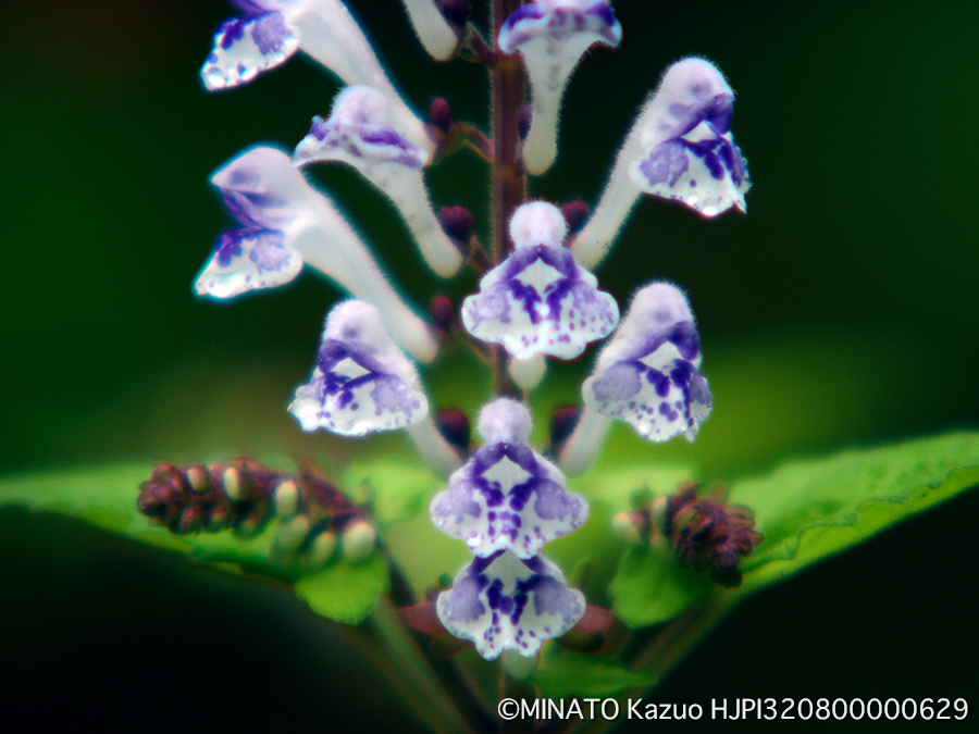 アカボシタツナミソウ