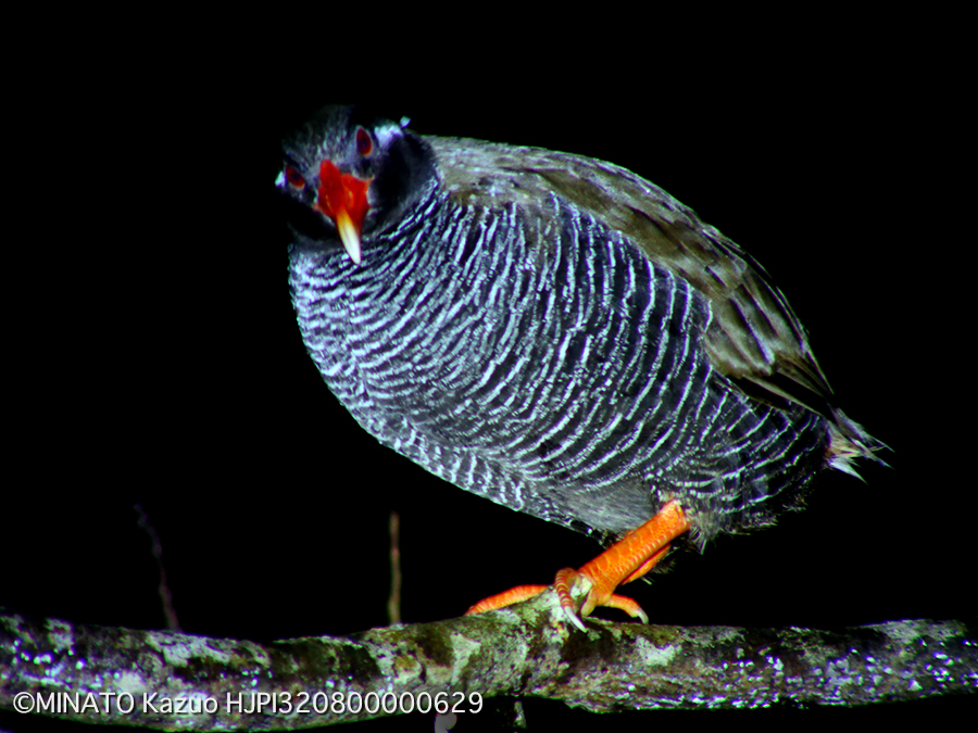 ヤンバルクイナ