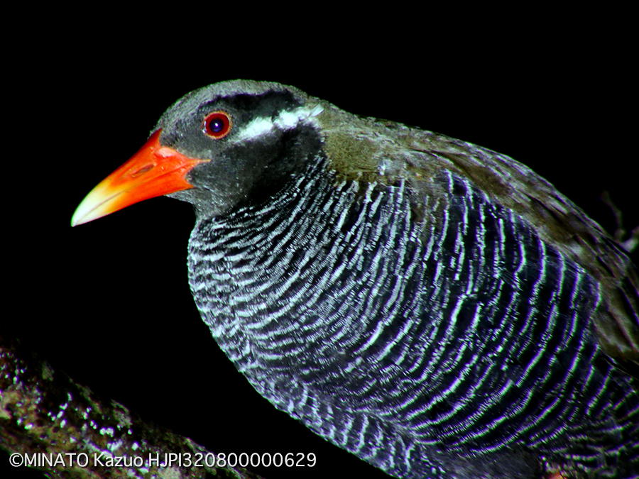 ヤンバルクイナ