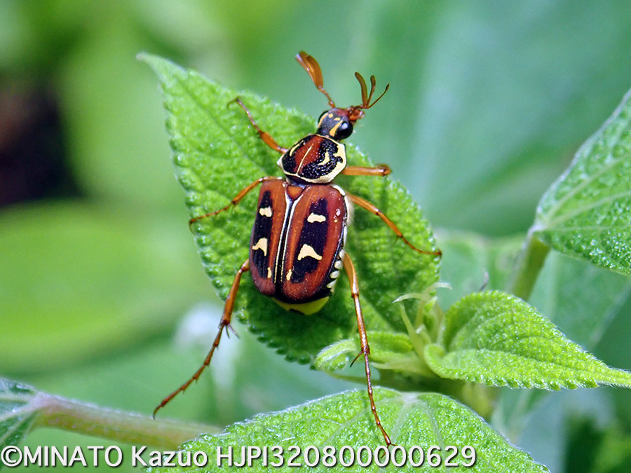 オキナワトラフハナムグリ褐色型雄