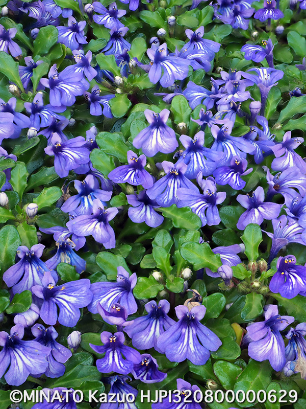 ヒメキランソウ