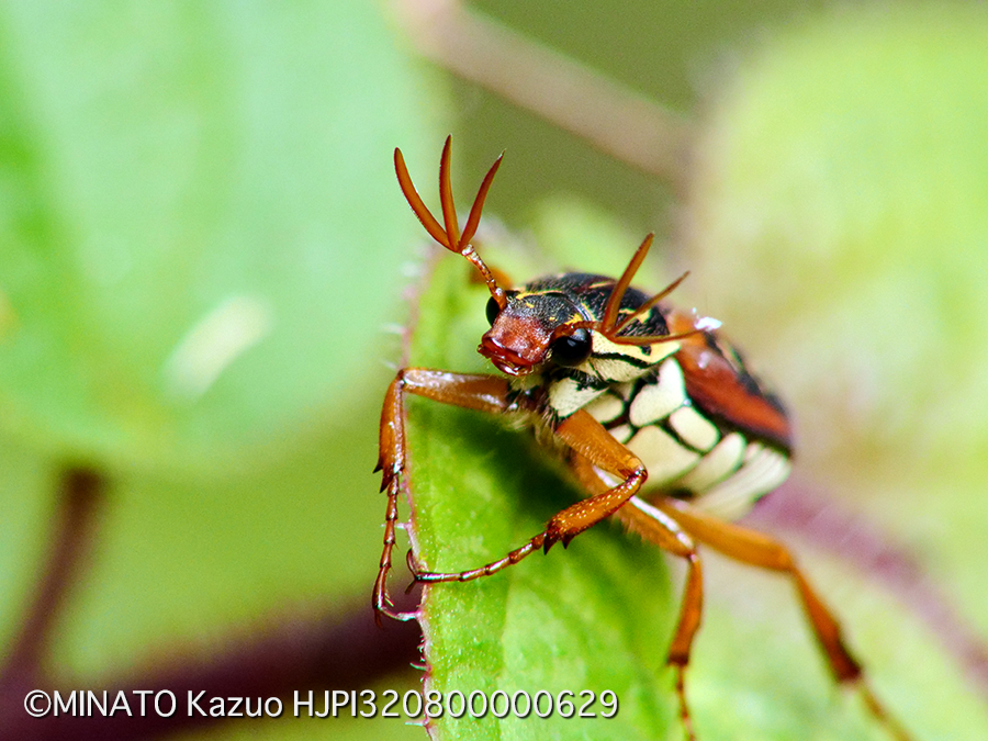 オキナワトラフハナムグリ