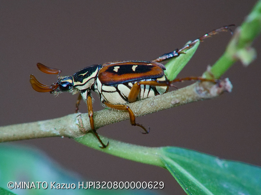 オキナワトラフハナムグリ褐色型雄