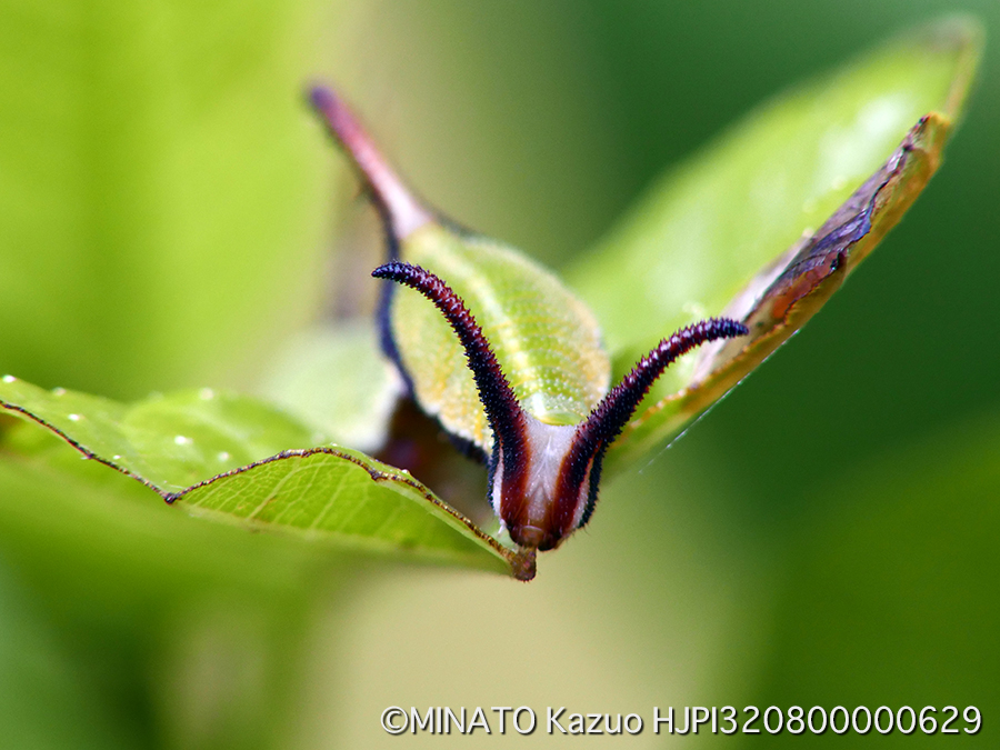イシガケチョウ