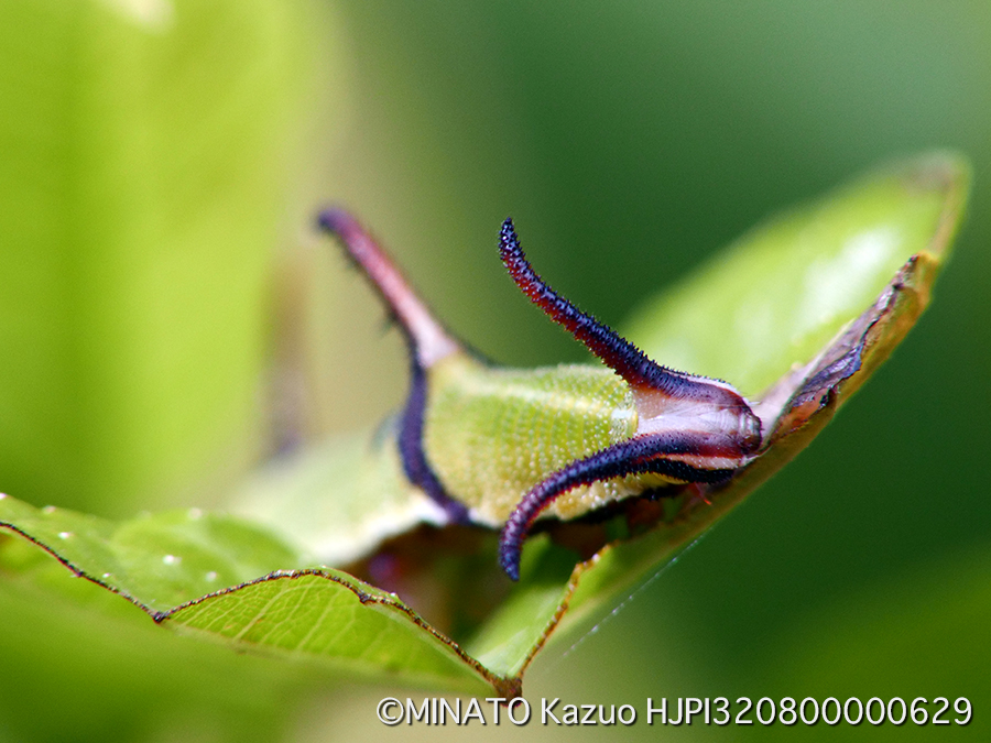 イシガケチョウ