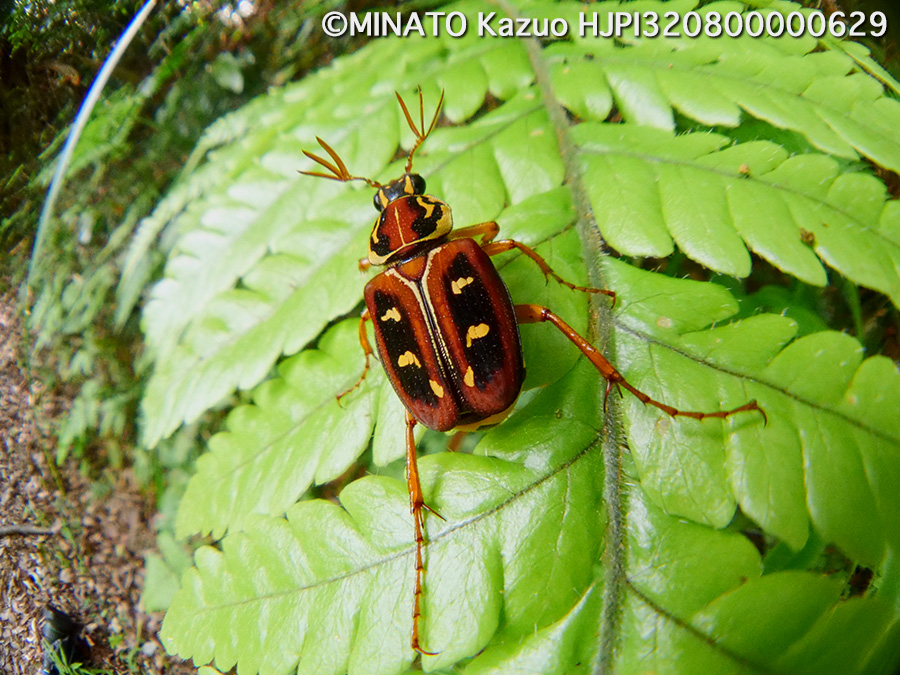 オキナワトラフハナムグリ褐色型雄