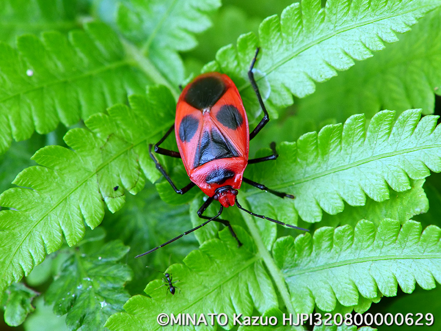 ベニツチカメムシ