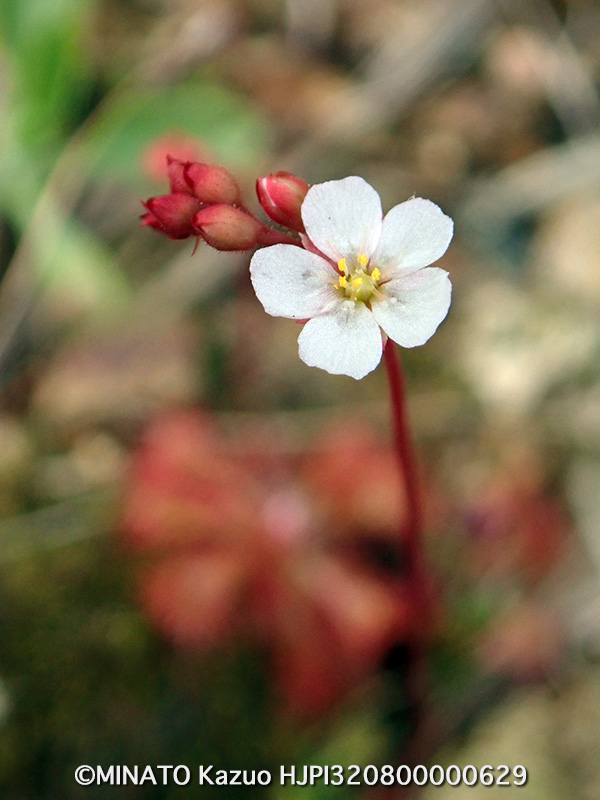 コモウセンゴケ