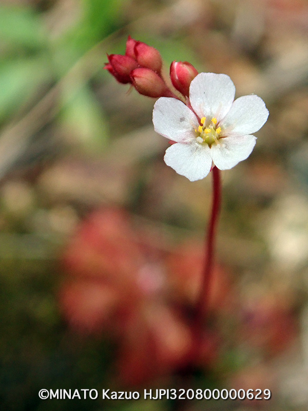 コモウセンゴケ