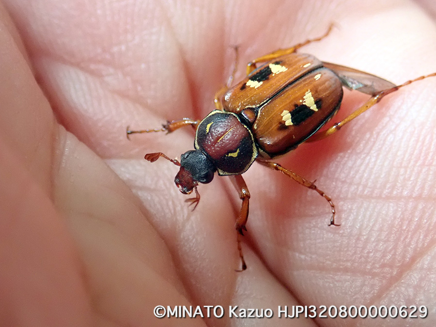 オキナワトラフハナムグリ褐色型雌