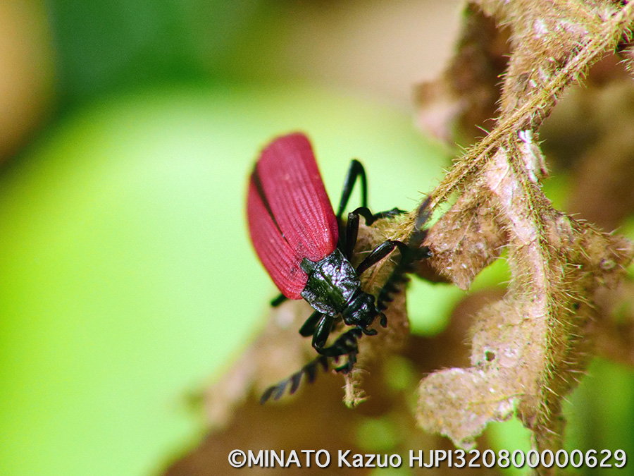 オオシマカクムネベニボタル