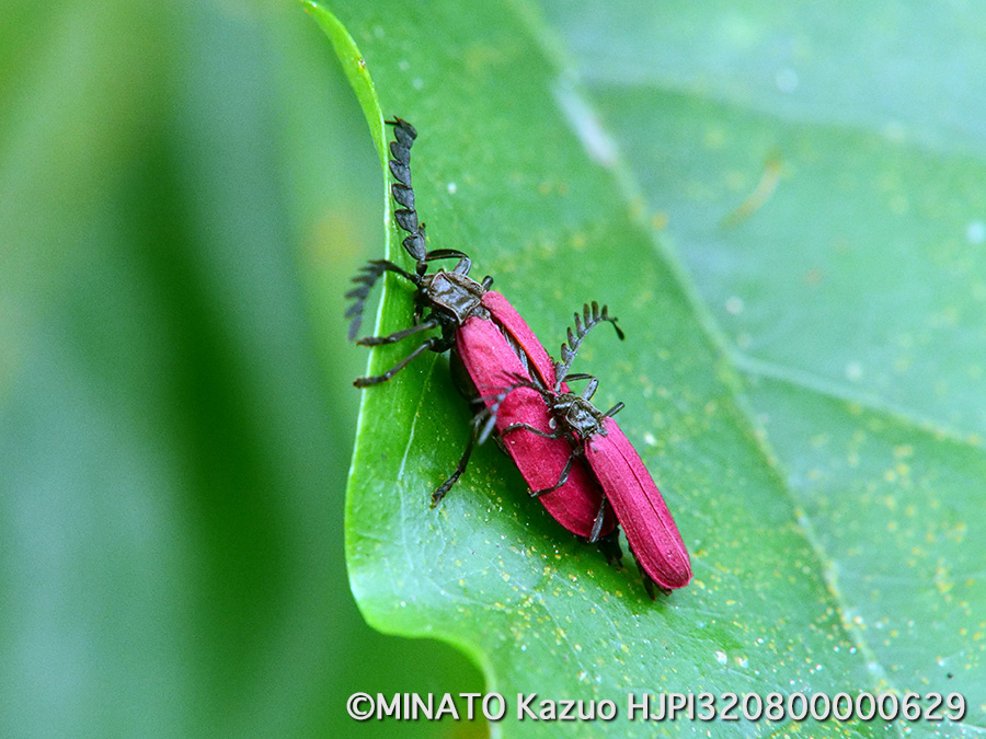 ベニボタルの一種