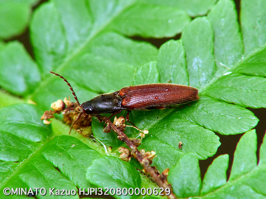 クニヨシホソクシコメツキ