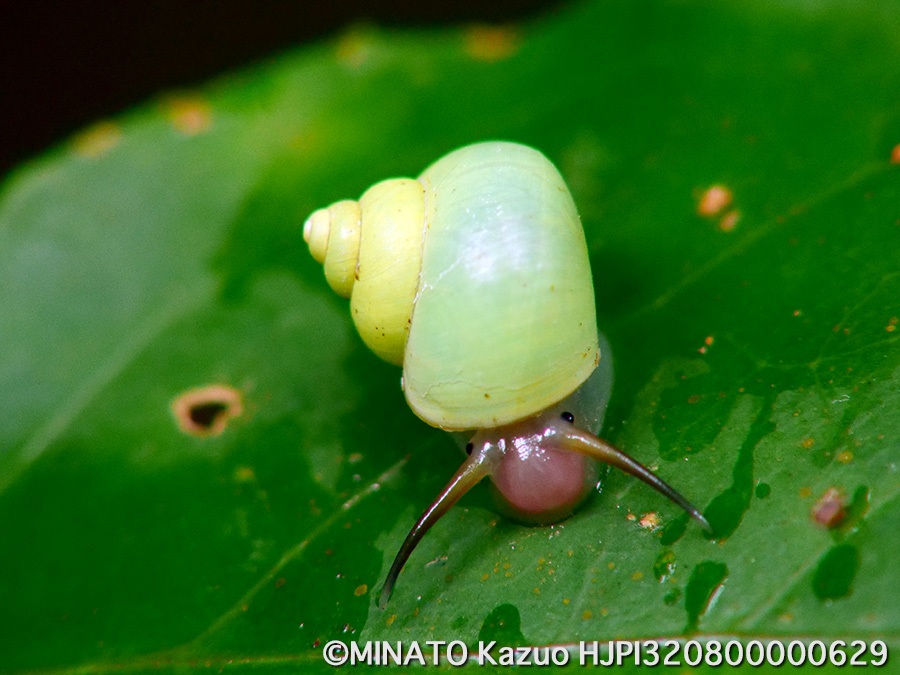 アオミオカタニシ