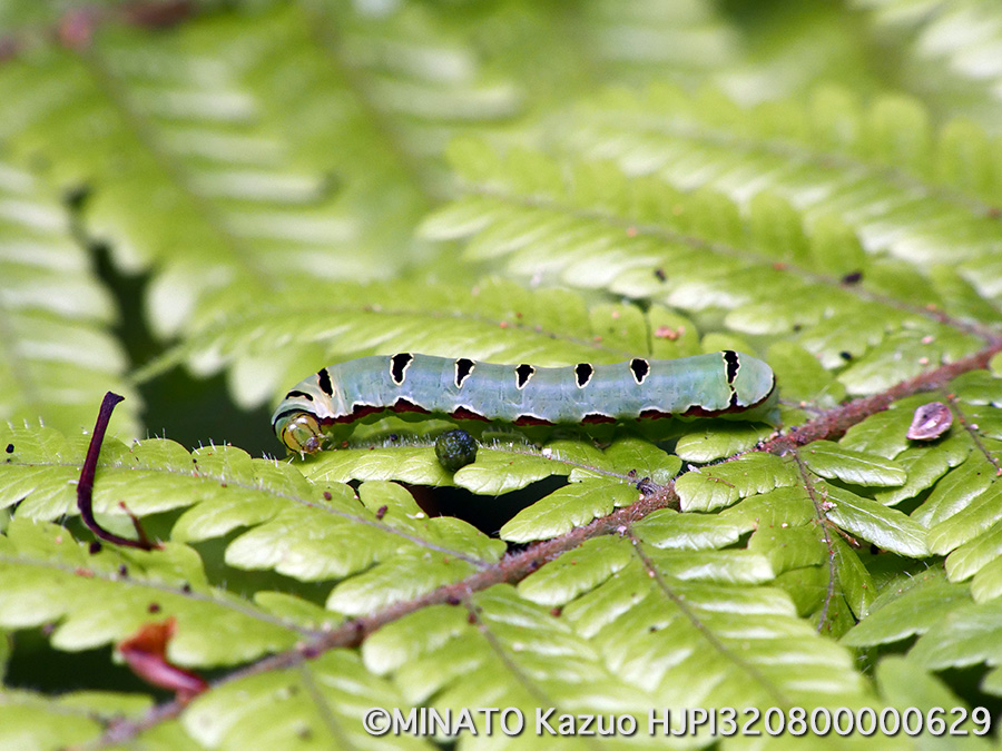 マダラツマキリヨトウ幼虫