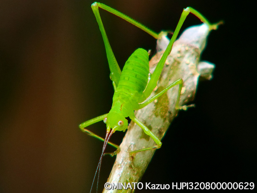 オキナワヘリグロツユムシ幼虫