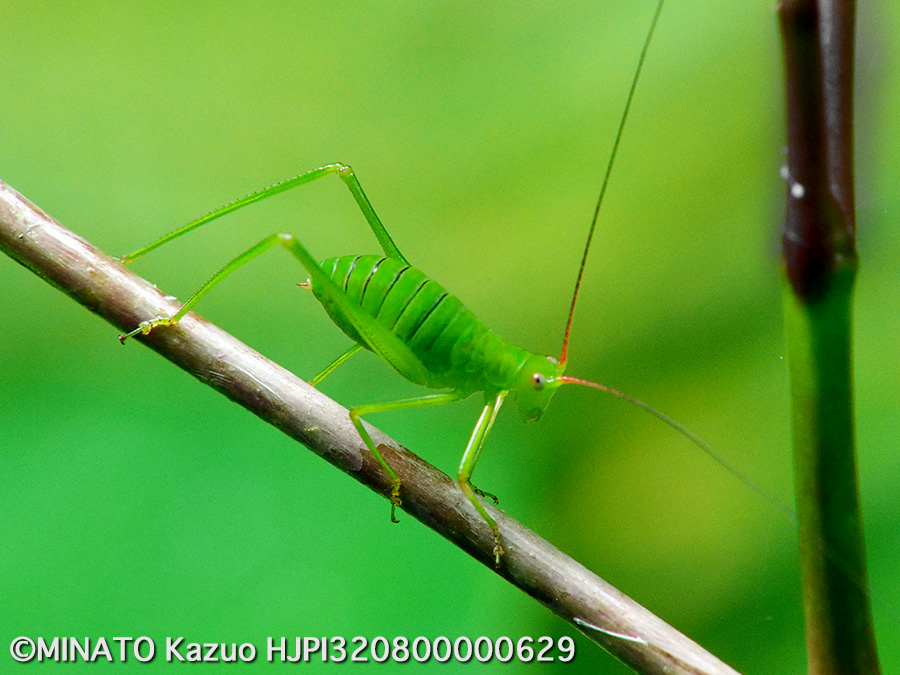 オキナワヘリグロツユムシ幼虫