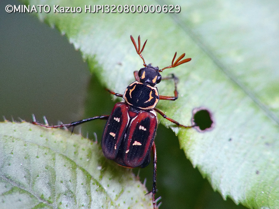 オキナワトラフハナムグリ褐色型雄