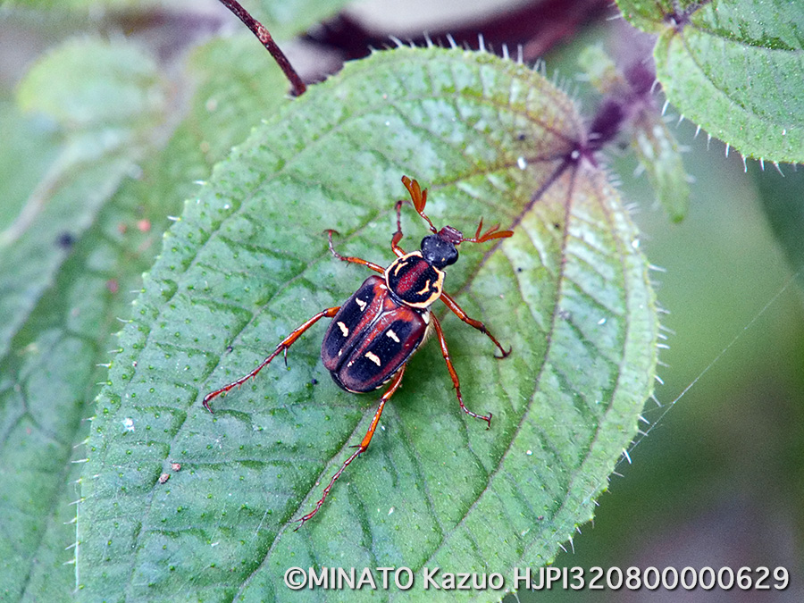 オキナワトラフハナムグリ褐色型雄