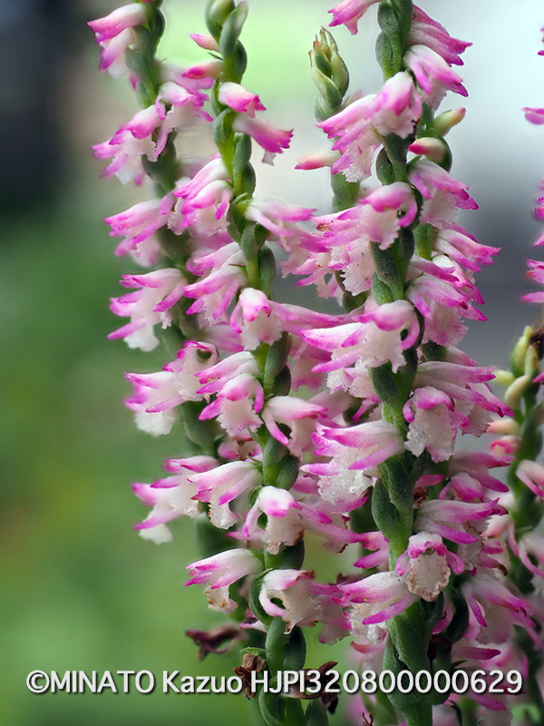 ナンゴクネジバナ