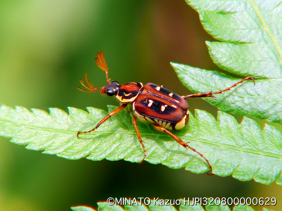 オキナワトラフハナムグリ雄