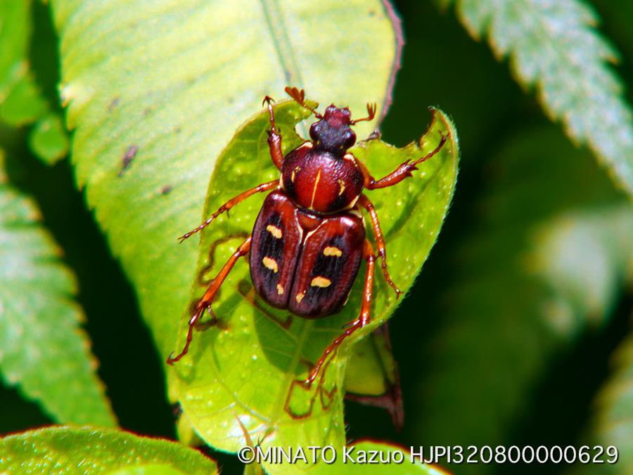 オキナワトラフハナムグリ雌