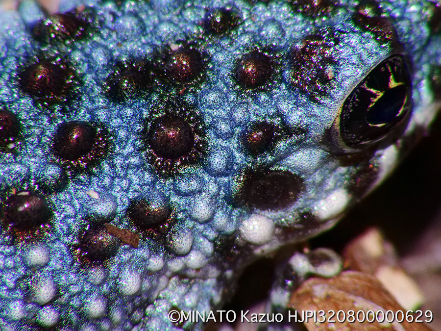 オキナワイシカワガエル幼体（青色変異）