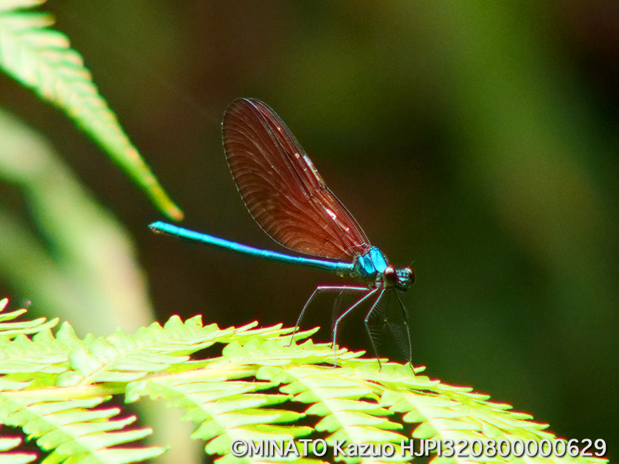 リュウキュウハグロトンボ雄