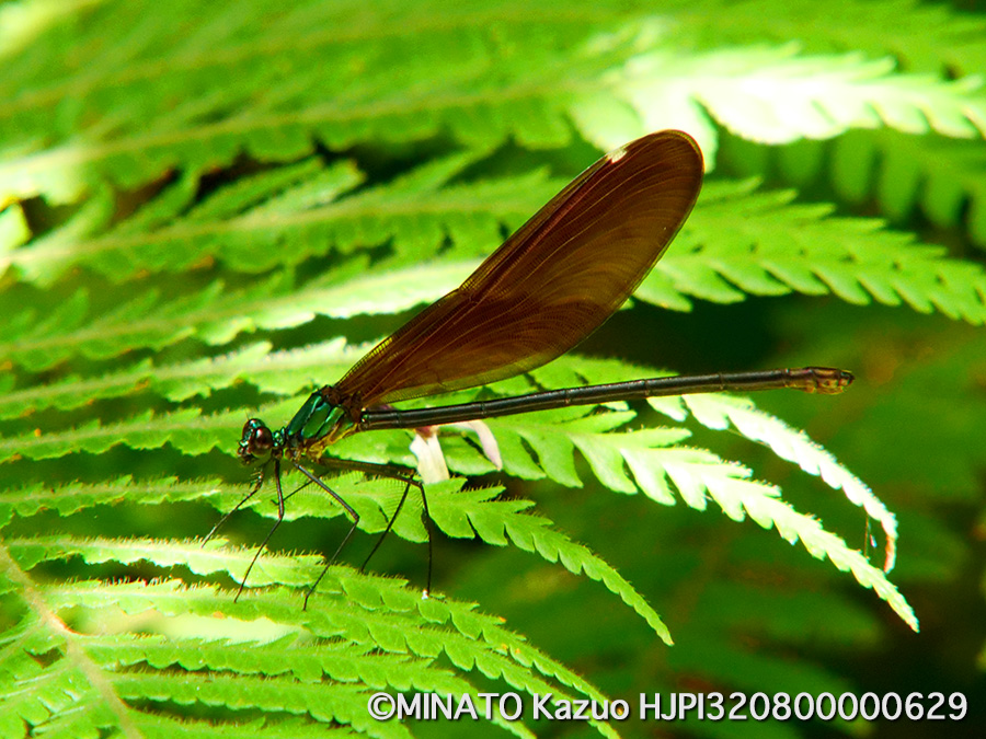 リュウキュウハグロトンボ雌
