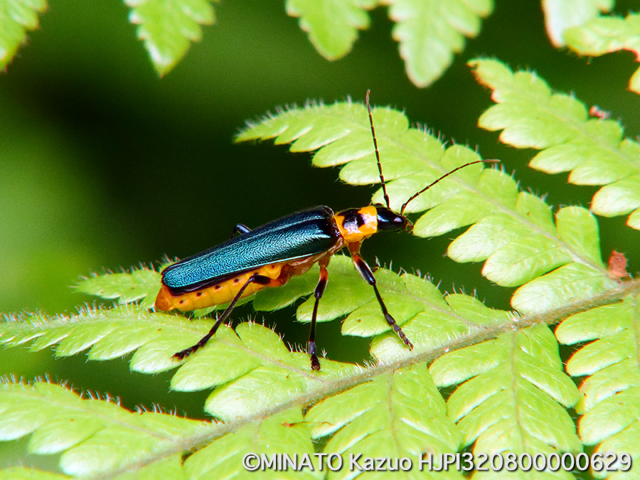 アマミアオジョウカイ
