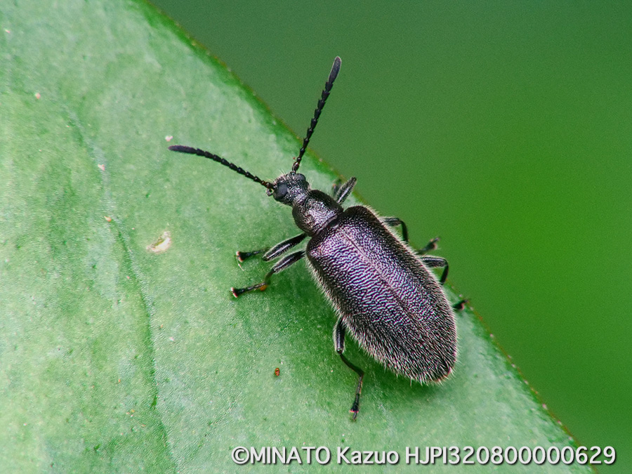 ウルマクロハムシダマシ