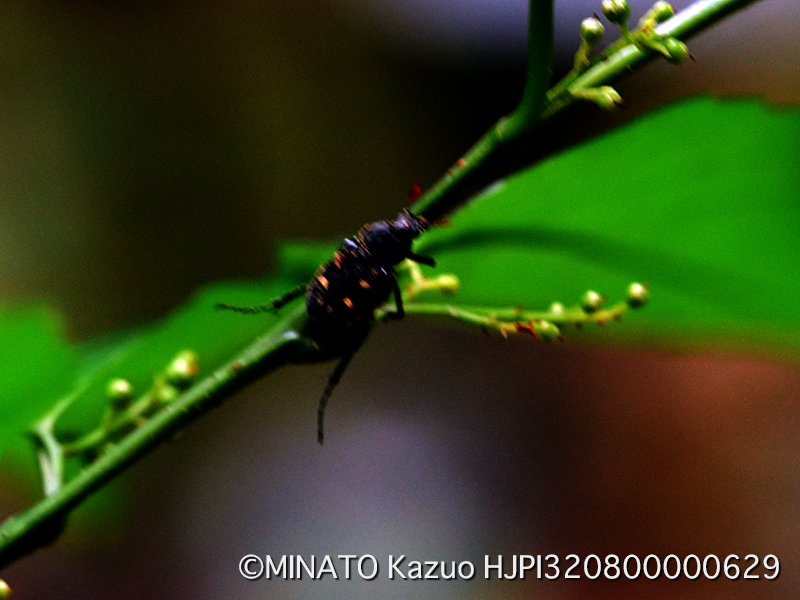 オキナワトラフハナムグリ黒色型雌