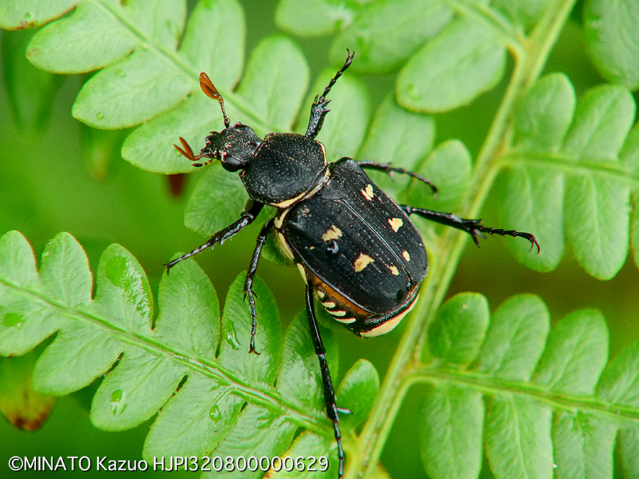 オキナワトラフハナムグリ黒色型雌